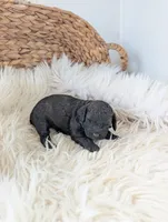 Layla , a female Poodle - Miniature  for sale in Chuckey, TN – Photo 1 of 3