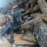 Bert, a male Poodle - Miniature  for sale in Chuckey, TN – Photo 2 of 2