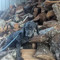 Bert, a male Poodle - Miniature  for sale in Chuckey, TN – Photo 1 of 2