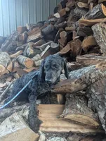 Bert, a male Poodle - Miniature  for sale in Chuckey, TN – Photo 1 of 2