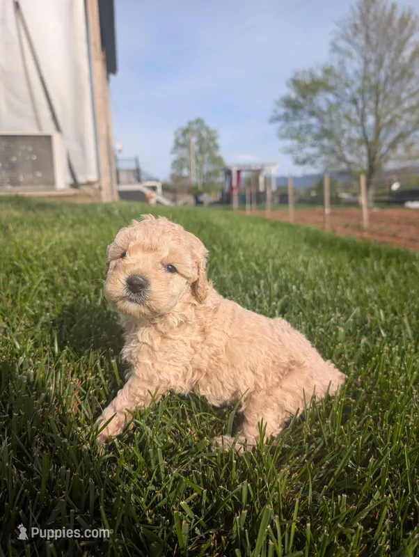 Alex  – Poodle - Miniature  puppy for sale in Chuckey, TN