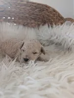 Alex , a male Poodle - Miniature  for sale in Chuckey, TN – Photo 1 of 3