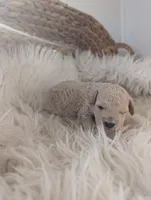 Alex , a male Poodle - Miniature  for sale in Chuckey, TN – Photo 2 of 3