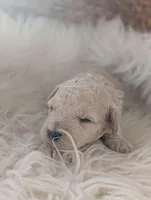 Alex , a male Poodle - Miniature  for sale in Chuckey, TN – Photo 3 of 3