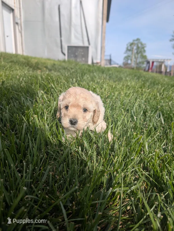 Zoe – Poodle - Miniature  puppy for sale in Chuckey, TN