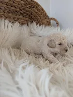 Zoe, a female Poodle - Miniature  for sale in Chuckey, TN – Photo 2 of 2