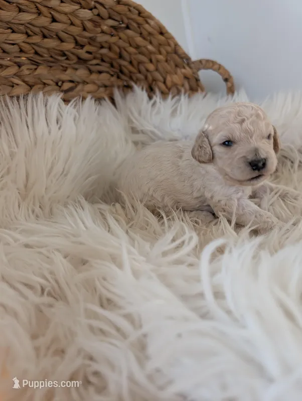 Zoe – Poodle - Miniature  puppy for sale in Chuckey, TN