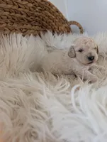 Zoe, a female Poodle - Miniature  for sale in Chuckey, TN – Photo 1 of 2