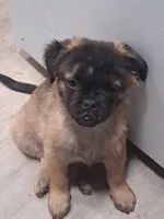 Frug Male-Hot Pot, a male French Bulldog and Pug for sale in Springfield, OR – 1 of 3