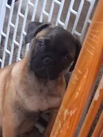 Frug Female-Wombat, a female French Bulldog and Pug for sale in Springfield, OR – 4 of 4