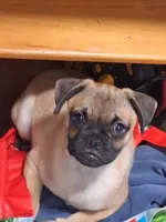 Frug Male-Mr. Mater Jr, a male French Bulldog and Pug for sale in Springfield, OR – 6 of 7