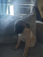 Frug Male-Mr. Mater Jr, a male French Bulldog and Pug for sale in Springfield, OR – 2 of 7