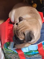 Frug Male-Mr. Mater Jr, a male French Bulldog and Pug for sale in Springfield, OR – 7 of 7