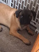 Frug Female-Wombat, a female French Bulldog and Pug for sale in Springfield, OR – 2 of 4