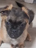 Frug Male-Hot Pot, a male French Bulldog and Pug for sale in Springfield, OR – 2 of 3