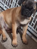 Frug Female-Wombat, a female French Bulldog and Pug for sale in Springfield, OR – 3 of 4