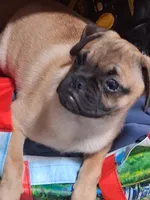 Frug Male-Mr. Mater Jr, a male French Bulldog and Pug for sale in Springfield, OR – 5 of 7