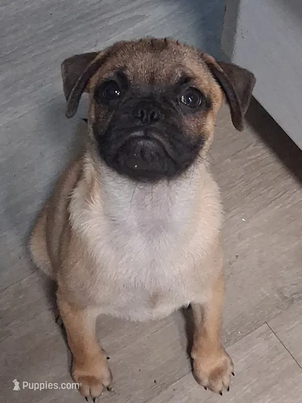 Frug Male-Mr. Mater Jr – French Bulldog, Pug puppy for sale in Springfield, OR