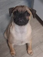 Frug Male-Mr. Mater Jr, a male French Bulldog and Pug for sale in Springfield, OR – 1 of 7
