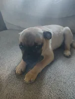 Frug Male-Mr. Mater Jr, a male French Bulldog and Pug for sale in Springfield, OR – 3 of 7