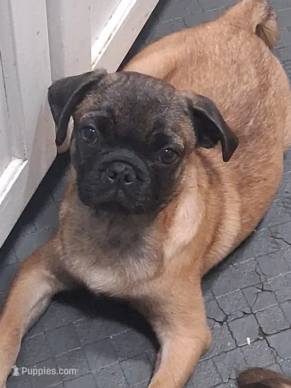 Frug Female-Wombat – French Bulldog, Pug puppy for sale in Springfield, OR