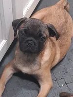 Frug Female-Wombat, a female French Bulldog and Pug for sale in Springfield, OR – 1 of 4