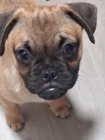 Frug Male-Mr. Mater Jr, a male French Bulldog and Pug for sale in Springfield, OR – 4 of 7