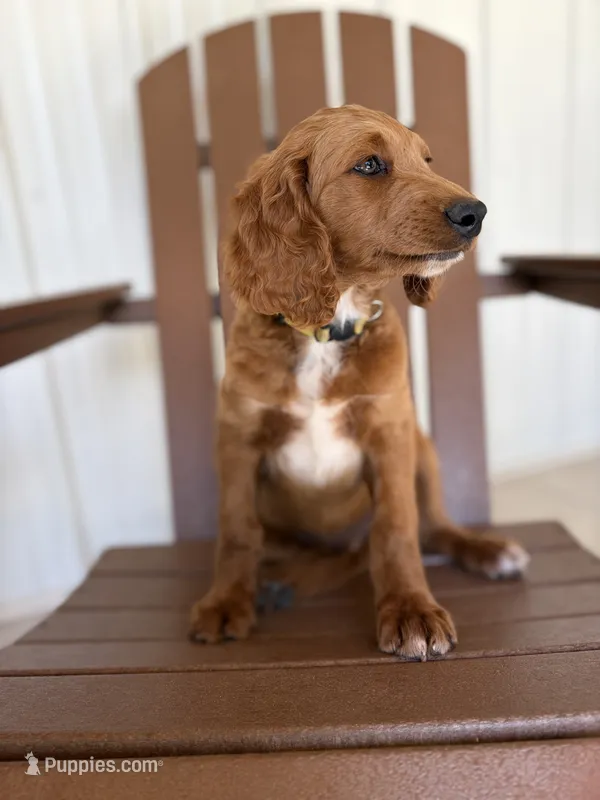 Reed – Goldendoodle, Irish Doodle puppy for sale in Newaygo, MI