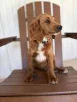 Reed, a male Goldendoodle and Irish Doodle for sale in Newaygo, MI – 1 of 1