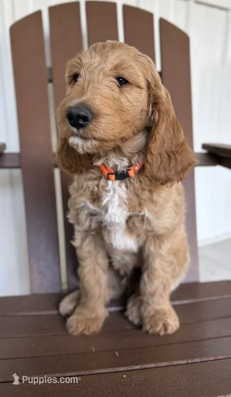 Sprout – Goldendoodle, Irish Doodle puppy for sale in Newaygo, MI