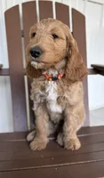 Sprout, a male Goldendoodle and Irish Doodle for sale in Newaygo, MI – 1 of 1