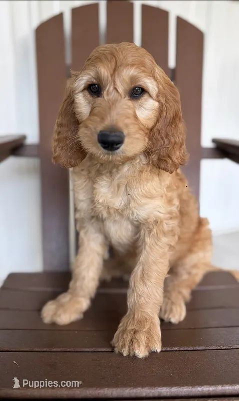 Puddles – Goldendoodle, Irish Doodle puppy for sale in Newaygo, MI
