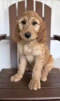 Puddles, a male Goldendoodle and Irish Doodle for sale in Newaygo, MI – 1 of 1