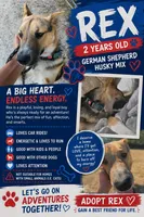 Rex, a male German Shepherd Dog and Siberian Husky for sale in Conway, SC – 1 of 1