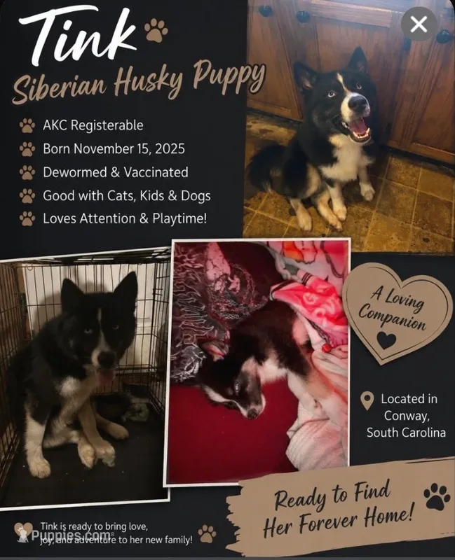 Tink – Siberian Husky puppy for sale in Conway, SC