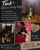 Tink, a female Siberian Husky for sale in Conway, SC – 1 of 1