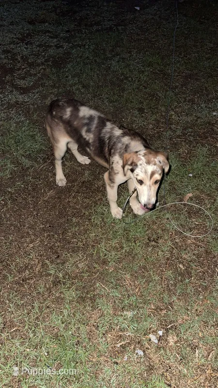 Saturn  – German Shepherd Dog, Great Pyrenees puppy for sale in Conway, SC