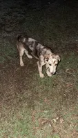 Saturn , a female German Shepherd Dog and Great Pyrenees for sale in Conway, SC – 1 of 2
