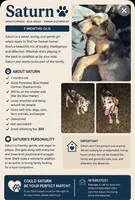 Saturn , a female German Shepherd Dog and Great Pyrenees for sale in Conway, SC – 2 of 2