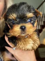 Bella, a female Yorkshire Terrier for sale in New York, NY – 2 of 6