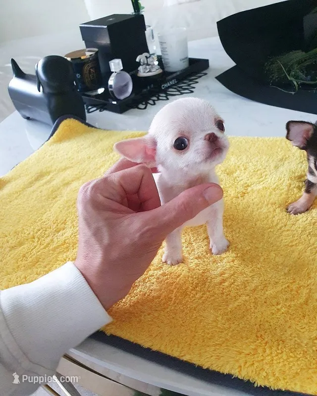 Lucy – Chihuahua puppy for sale in New York, NY