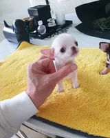 Lucy, a female Chihuahua for sale in New York, NY – 1 of 1