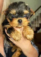 Bella, a female Yorkshire Terrier for sale in New York, NY – 3 of 6