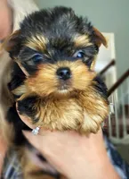 Bella, a female Yorkshire Terrier for sale in New York, NY – 6 of 6