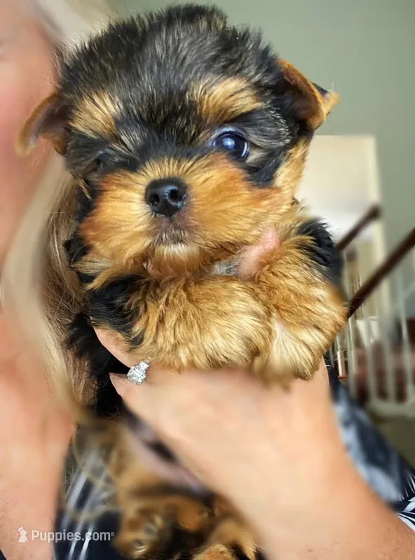 Bella – Yorkshire Terrier puppy for sale in New York, NY