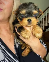 Bella, a female Yorkshire Terrier for sale in New York, NY – 4 of 6