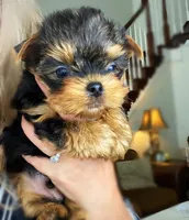 Bella, a female Yorkshire Terrier for sale in New York, NY – 5 of 6