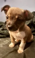 Chester, a male Chihuahua for sale in Chester, VA – 2 of 10