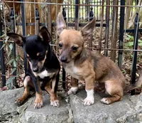 Jade, a female Chihuahua for sale in Chester, VA – 2 of 7