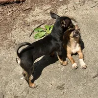 Charlie , a male Chihuahua for sale in Chester, VA – 6 of 8